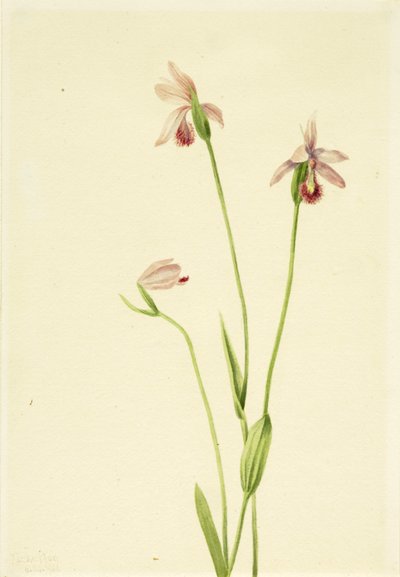 Gül Pogonia Pogonia ophioglossoides, 1906. by Mary Vaux Walcott