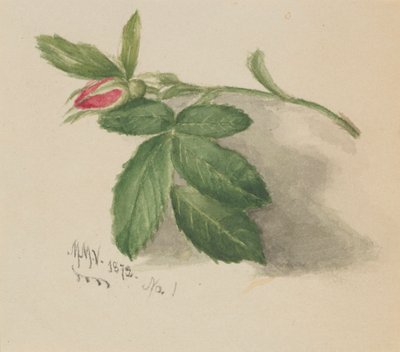 Gülbudak, 1872. by Mary Vaux Walcott