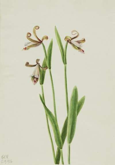  by Mary Vaux Walcott