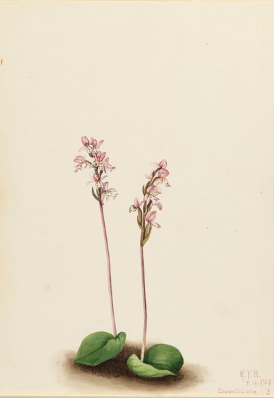  by Mary Vaux Walcott