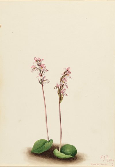 Yuvarlak yapraklı Orchis Orchis rotundifolia, 1924. by Mary Vaux Walcott