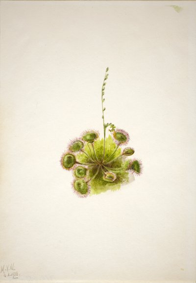  by Mary Vaux Walcott
