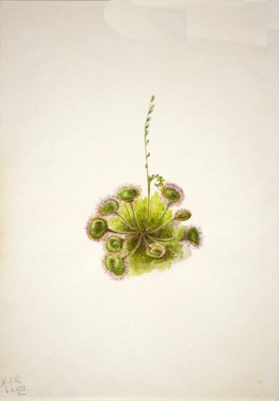 Yuvarlak yapraklı Sundew Drosera rotundifolia, 1933. by Mary Vaux Walcott