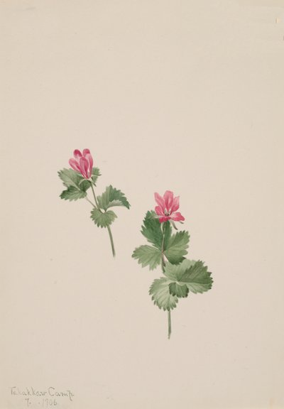 Rubus articus, 1881 by Mary Vaux Walcott