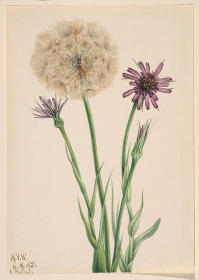  by Mary Vaux Walcott