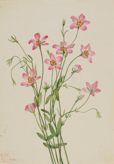 Saltmarsh Rosegentian Sabbatia stellaris, 1926. by Mary Vaux Walcott