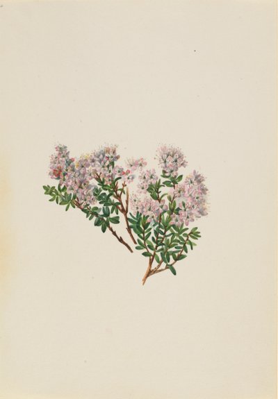  by Mary Vaux Walcott