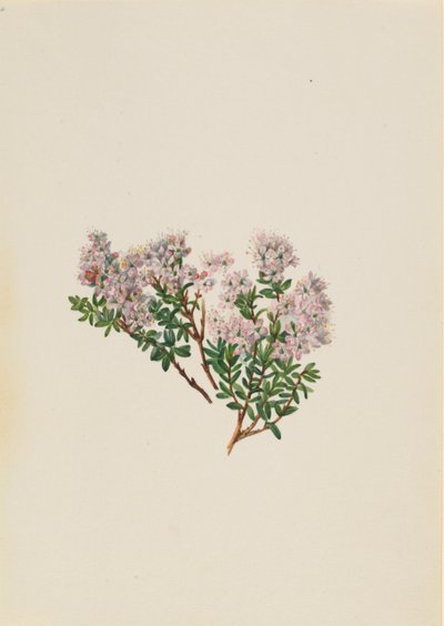 Kum Myrtle Leiophyllum lyoni, yakl. 1930