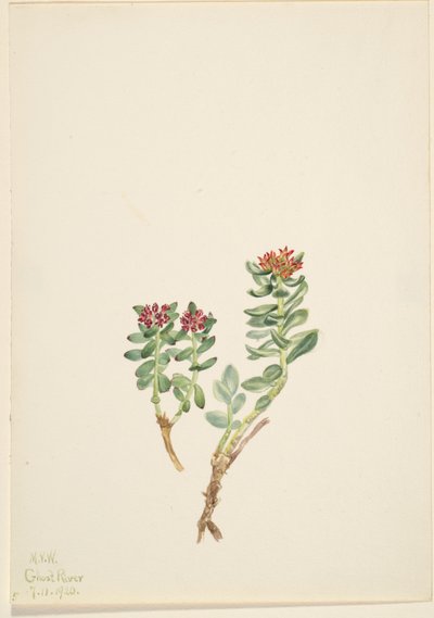  by Mary Vaux Walcott