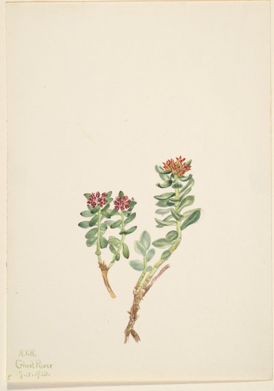 Sanifoiga yükseldius, 1920 by Mary Vaux Walcott