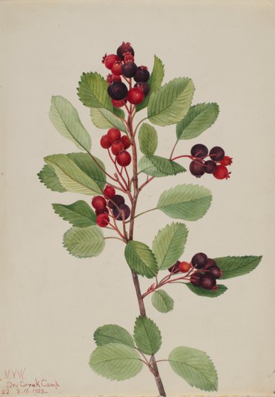 Saskatoon Amelanchier alnifolia, 1923. by Mary Vaux Walcott