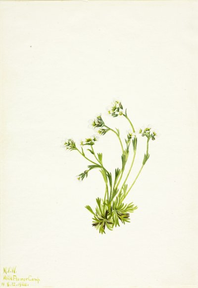  by Mary Vaux Walcott