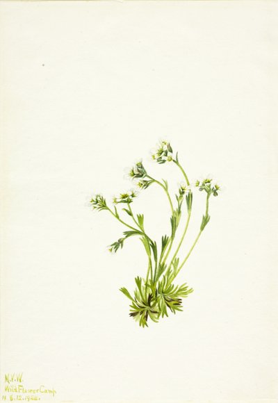 Saxifrage Saxifraga caespitosa, 1924 by Mary Vaux Walcott