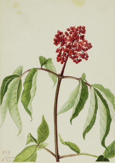  by Mary Vaux Walcott