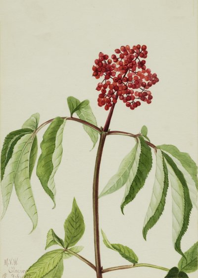 Scarlet Elder Sambucus pubens, 1922. by Mary Vaux Walcott