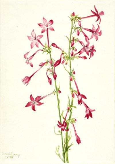  by Mary Vaux Walcott