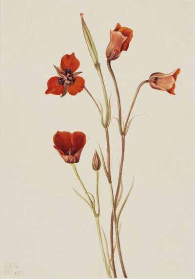  by Mary Vaux Walcott