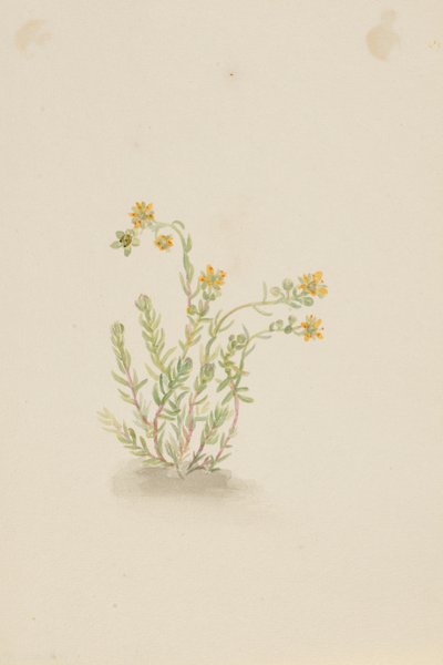  by Mary Vaux Walcott