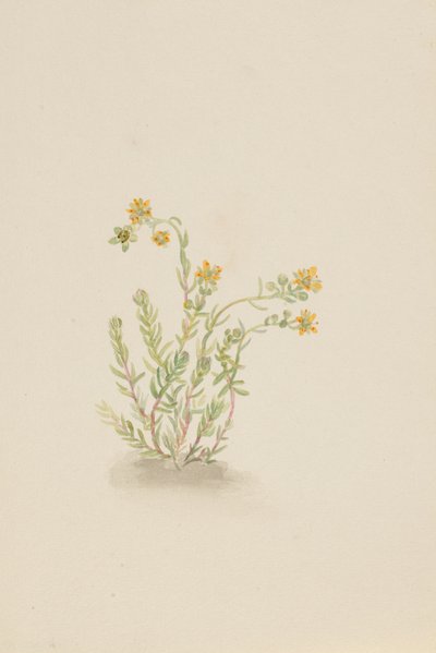 Sedum stenopetalum, yaklaşık 1917-1918. by Mary Vaux Walcott
