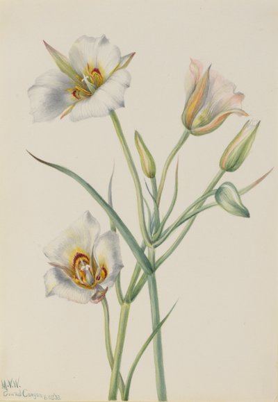 Sego Zambağı (Calochortus nuttallii) by Mary Vaux Walcott
