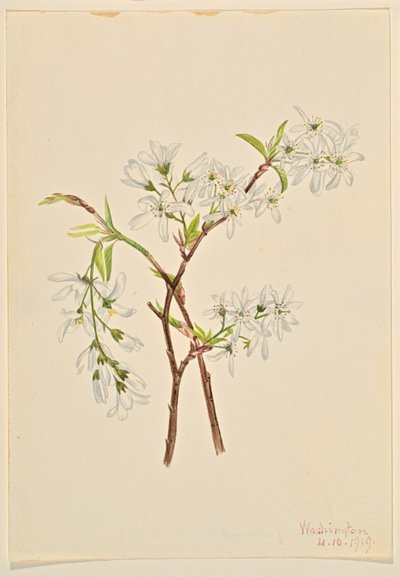  by Mary Vaux Walcott