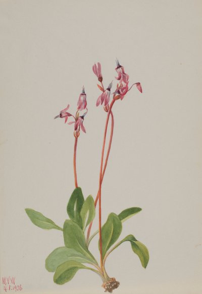  by Mary Vaux Walcott