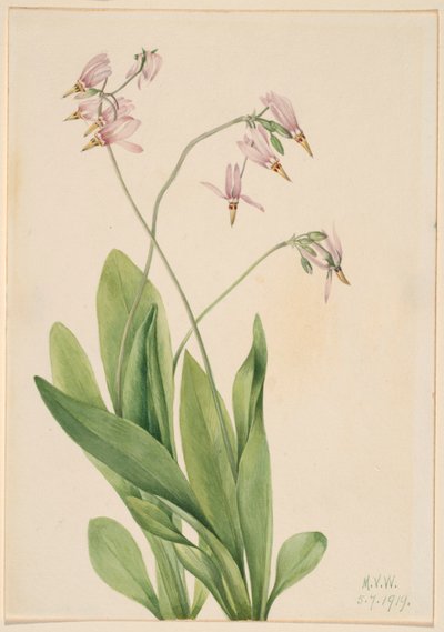  by Mary Vaux Walcott
