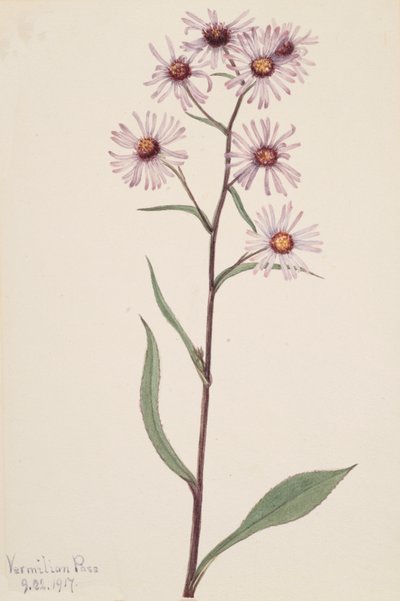 Gösterişli Aster dikkat çekici Aster, 1917 by Mary Vaux Walcott