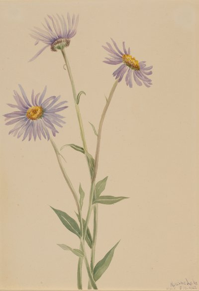 Gösterişli Fleabane Erigeron salsuginosus, 1902. by Mary Vaux Walcott