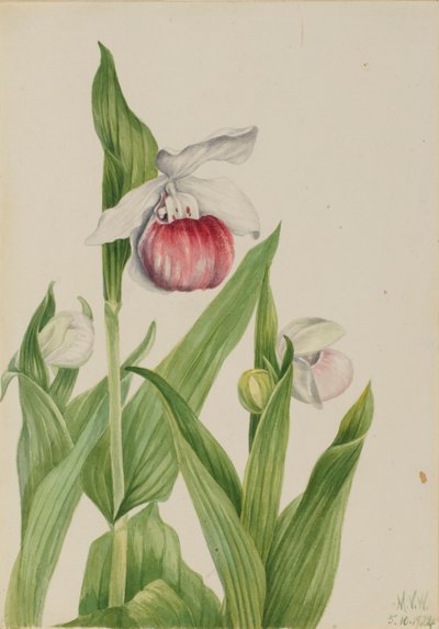  by Mary Vaux Walcott