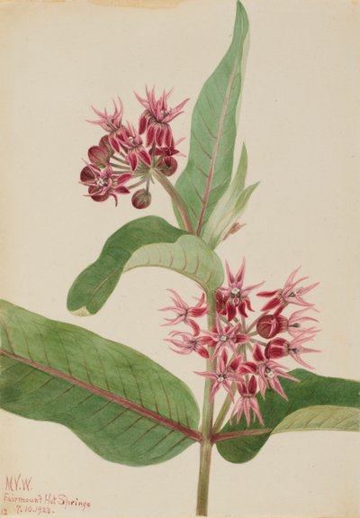  by Mary Vaux Walcott