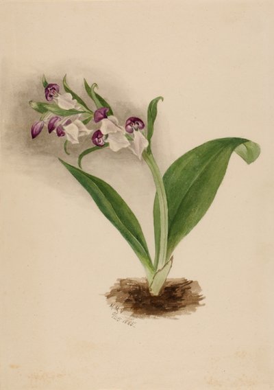  by Mary Vaux Walcott