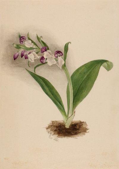 Gösterişli Orkide Orkide by Mary Vaux Walcott