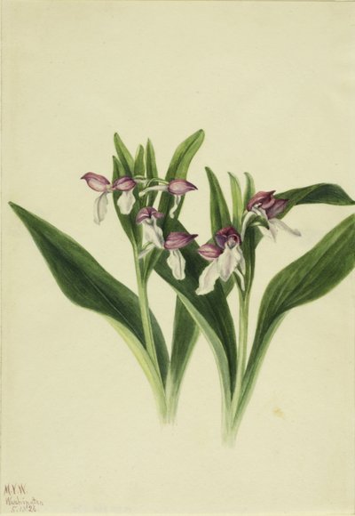  by Mary Vaux Walcott