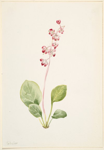  by Mary Vaux Walcott
