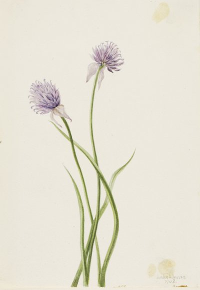  by Mary Vaux Walcott