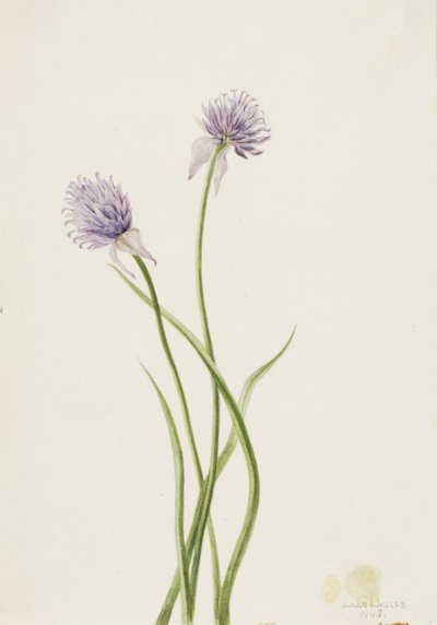 Sibirya Soğanı Allium sibericum, 1903. by Mary Vaux Walcott