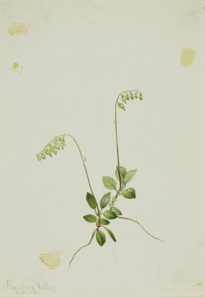  by Mary Vaux Walcott