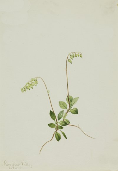 Sidebells Pyrola Pyrola secunda, 1916. by Mary Vaux Walcott