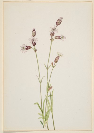  by Mary Vaux Walcott