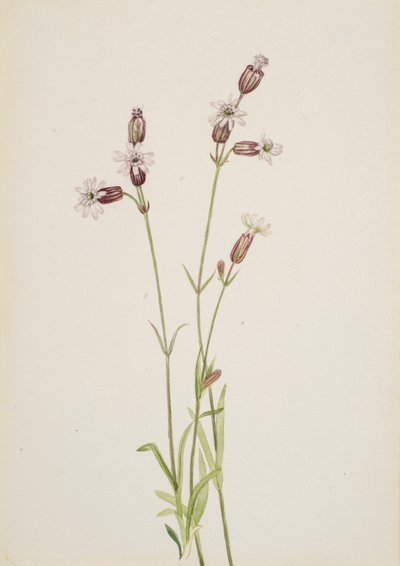 Silene multicaulis, ca. 1900-1920. by Mary Vaux Walcott