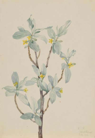  by Mary Vaux Walcott