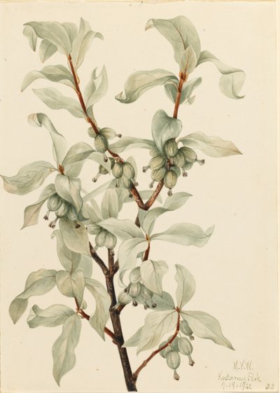  by Mary Vaux Walcott