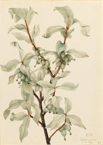 Silverberry Elaeagnus sp., 1922. by Mary Vaux Walcott