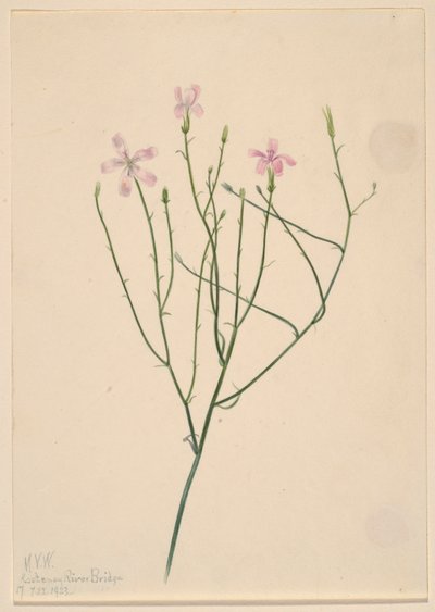  by Mary Vaux Walcott