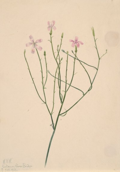 İskelet Çiçeği Lygodesmia juncea, 1923. by Mary Vaux Walcott