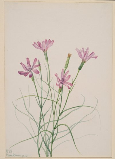  by Mary Vaux Walcott
