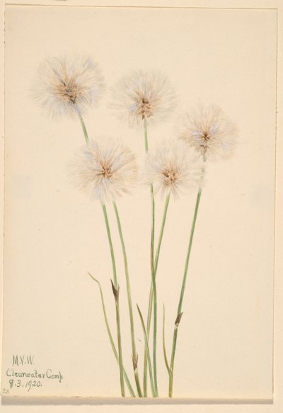  by Mary Vaux Walcott