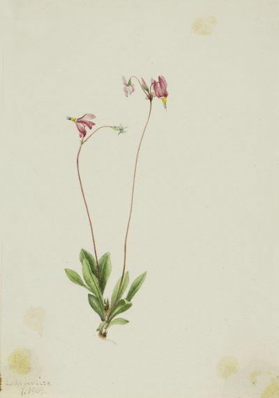  by Mary Vaux Walcott