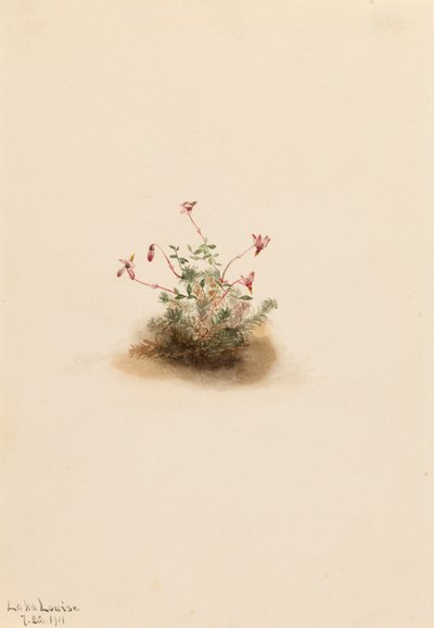 Küçük Kızılcık Oxycoccus palustris, 1911. by Mary Vaux Walcott